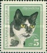 European Domestic Cat (Felis silvestris catus)