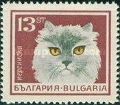 Persian (Felis silvestris catus)