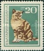 European Domestic Cat (Felis silvestris catus)