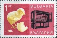 Chick and Incubator