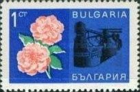Rose petals, rose oil extraction plant