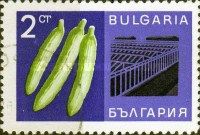 Cucumber