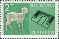 Domestic Sheep (Ovis ammon aries), Stables