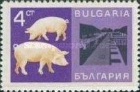 Domestic Pig (Sus scrofa domestica), Farm
