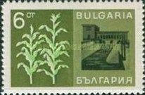 Corn