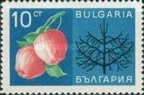 Apples