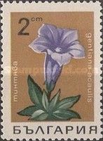 Stemless gentian