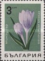 Wild crocus