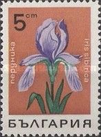 Iris sibirica