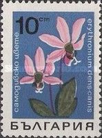 Erythronium denscanis