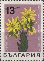 Sempervivum leucanthum