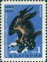 Cinereous Vulture (Aegypius monachus)