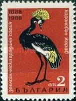 Black Crowned Crane (Balearica pavonina)