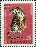 Leopard (Panthera pardus)