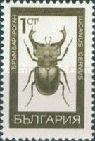 Stag Beetle (Lucanus cervus)