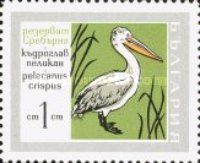 Dalmatian Pelican (Pelecanus crispus)