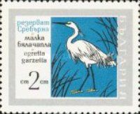 Little Egret (Egretta garzetta)