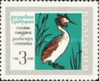 Great Crested Grebe (Podiceps cristatus)