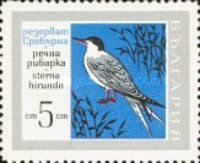 Common Tern (Sterna hirundo)