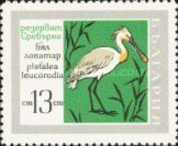 Eurasian Spoonbill (Platalea leucorodia)