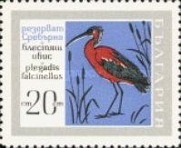 Glossy Ibis (Plegadis falcinellus)