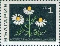 Real Chamomile (Matricaria chamomilla)