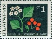 Common Hawthorn (Mespilus oxyacantha)