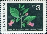 Deadly Nightshade (Atropa belladonna)