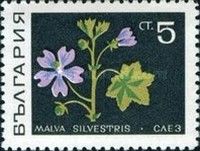 Mallow (Malva sylvestris)