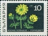 Adonis (Adonis vernalis)