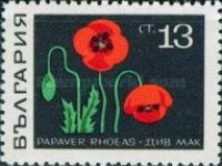 Corn Poppy (Papaver rhoeas)