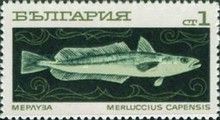 South African Hake (Merluccius capensis)