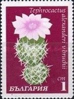 Tephrocactus alexanderi