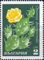 Opuntia drummondii