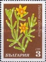 Hatiora cilindrica