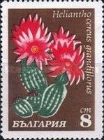 Helianthocereus grandiflorus