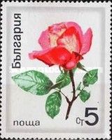 Noble Rose (Rosa hybrida)