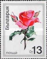 Noble Rose (Rosa hybrida)