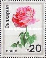 Noble Rose (Rosa hybrida)