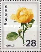 Noble Rose (Rosa hybrida)