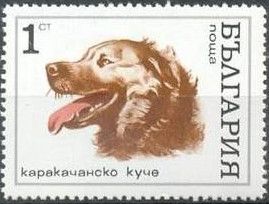 Karakachan dog (Canis lupus familiaris)