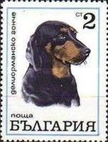 Balgarsko Gonch, Bulgarian Scenth (Canis lupus familiaris)