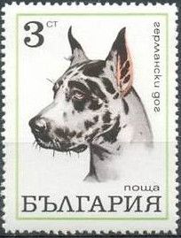 Great Dane (Canis lupus familiaris)