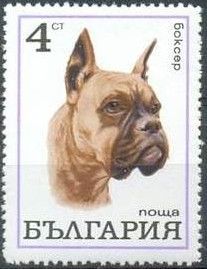 German Boxer (Canis lupus familiaris)