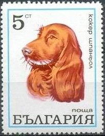 Cocker Spaniel (Canis lupus familiaris)