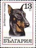 Doberman Pinscher (Canis lupus familiaris)