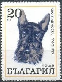 Scotch Terrier (Canis lupus familiaris)