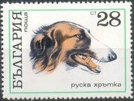 Barzoi (Canis lupus familiaris)