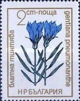 Gentian