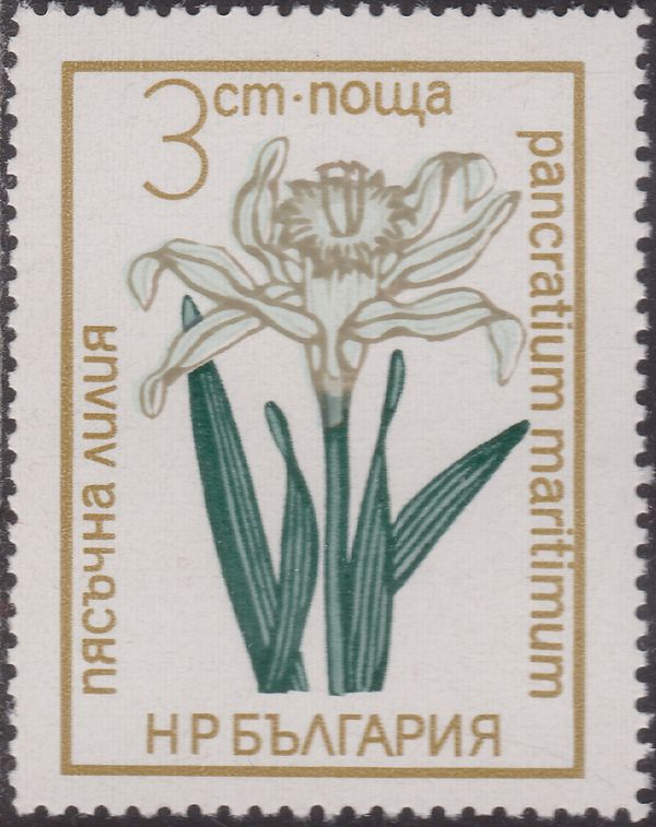 Sea Daffodil (Pancratium maritimum)